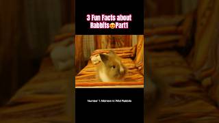 3 Fun Facts about Rabbits😍Part1 #shorts