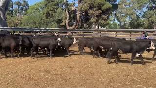 76 Angus / Angus Cross steers