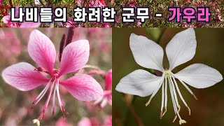 나비들의 화려한 군무 - 가우라