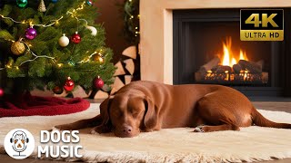 12 Hours Of Dog Music🎵 - Dog Calming Music & Prevent Boredom Of Dogs🐶Separation Anxiety Music