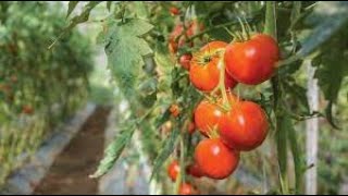 DIFFERENT TYPES OF #TOMATOES IN A HYDROPONIC GREENHOUSE / / INDETERMINATE AND DETERMINATE