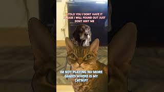 Cat's Revenge: Dog Stole My Catnip?! 🐱😂 #CatVsDog #ComedyClash #EpicShowdown #Part3