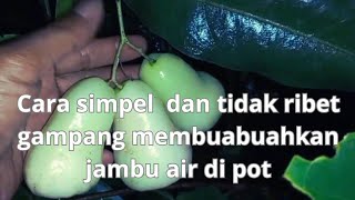 dua hal cara gampang simpel membuahkan jambu air  di pot!! tampa obat perangsang dan pruning