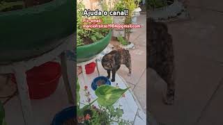 #cat #adoteumgato #viralvideo #bull #dog #pitbull #brasil #memes #avengers #proplayer #pets #action