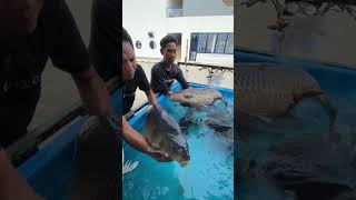 Mana ikan babonnya? #trending #viral #video #mancingmania #mancing #shorts #short #galatamaikanmas