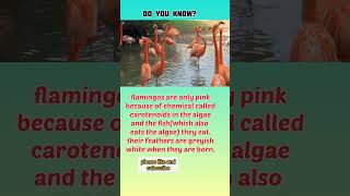 fact 30, pink falmingo