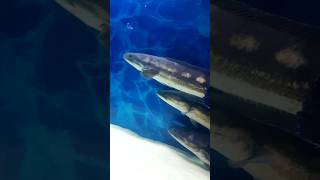 😱😱#pulivaha/#monsterfish//#shorts//#shortvideo