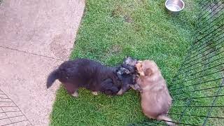 Puppies playing outside. 4weeks old. Finnish Lapphund