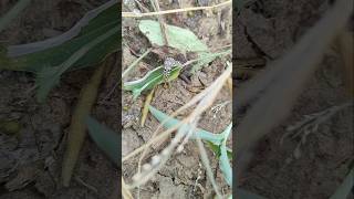 CATerpillar🐛in Wild. #rajasthan #desi #villagelife #desert