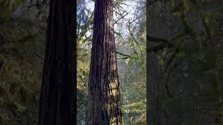 Largest Douglas Fir Tree in Kitsap County. Big Tree Trail.