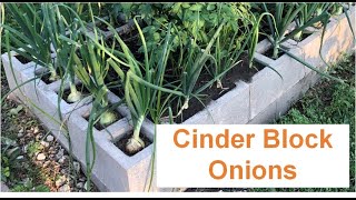 Cinder Block Onions and Other Fall Crops