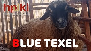 BLUE TEXEL 80 UP