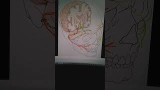 facial nerve part 6