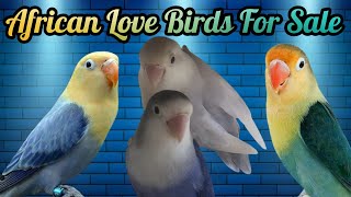 African Love Birds For Sale | Love Birds Price 2022 | African Love Birds Mutation