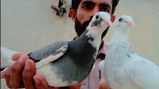 Do Baby Pigeon Kala Dhabba Aur Kala |M Asad Birbs | #MAsadBirds #Pigeon #Kabutar