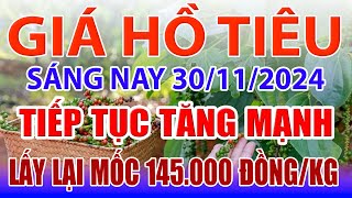 Giá tiêu hôm nay 30/11: tiếp tục tăng mạnh, lấy lại mốc 145 000 đồng/kg