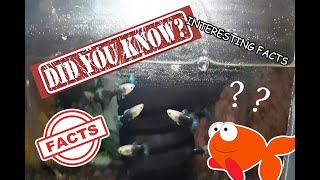 GUPPY CARE  ( Interesting facts about guppies )