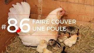 FAIRE COUVER UNE POULE│LFDT #86