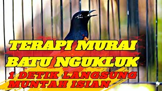 TERAPI MURAI BATU NGUKLUK 1 DETIK LANGSUNG KELUARKAN MATERI ❗ (pancingan murai batu) 2024