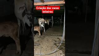 #vacasdeleite #vacas vacas leiteiras