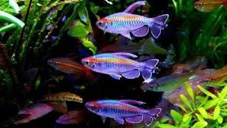 CARA BUDIDAYA IKAN NEON TETRA CANTIK GAMPANG DAN MUDAH