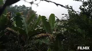 olha como encontrei a chácara muito mato e chovendo muito em minas Gerais