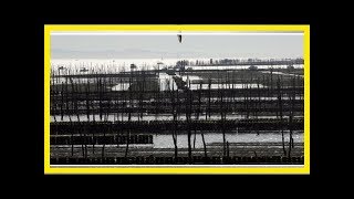 Bassin d'Arcachon: interdiction temporaire de manger des moules, coques et pétoncles