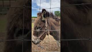 The sweetest donkey ever!