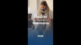 Asistente de Veterinaria - Prácticas