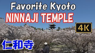 【Ninnaji Temple 仁和寺】Favorite Kyoto🌸.A temple with beautiful cherry blossoms.