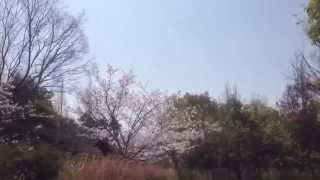 桜-Cherry blossoms-2013