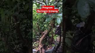 Bonsai kimeng #bonsai #bonsaiindonesia #bonsaimini #bonsaikimeng