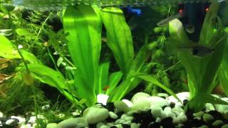 (3rd generation) swordtail