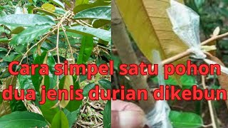 cara simpel satu pohon dua jenis durian di kebun