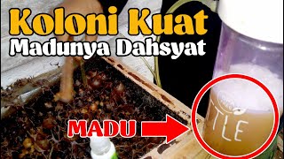 Panen Madu Itama, Koloni Kuat Hasilnya Dahsyat (Harvesting Bee Honey)