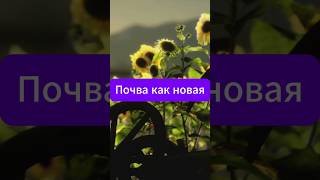 Сделай это и почва как новая  #огород #дача #сад #почва