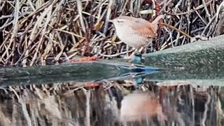 Zaunkönig jagt Fluginsekt _ #Vogelbeobachtung beim Abendmahl _ Eurasian wren