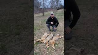 a pile of coyotes all stepped in the wrong spot on a cattle farm , gotta save calfs #lonebowhunter