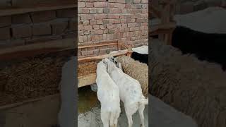 Goat Farm #advancefarming #farming #organicagriculture