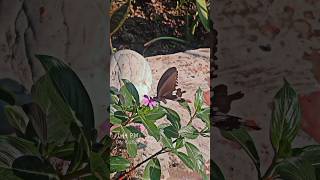 Butterfly🦋drinking nectar using proboscis #butterfly #lepidoptera #insects #nature #flower #nectar