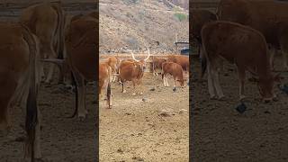 Bul y caballos #animals #short