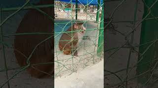 Monkey Eating Nuts Animal Theater #Monkey #Monkeyvideos #AnimalTheater #MonkeyEatingNuts