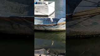 #short Une #aigrette dans le #port du #grauduroi en #camargue