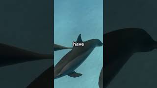 Facts About Dolphins!