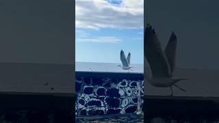 Una gaviota en Lanzarote #short #bird #españa