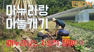 농사왕진이의 달달한 신혼 - 마누라랑 마늘캐기(마누라님의 자발적 참여!!!)