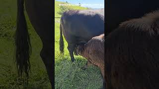 cuddilly & tilly #cuddlecowtherapy #cowlover #babycow #adoptme