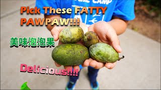 Pick These Wild Fat PawPaw Fruits! Yummy and Delicious!!!