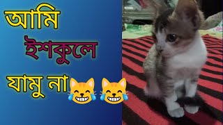 Cute funny kitty video | cute kitty meow