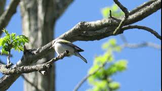 Golden-winged x Blue-winged Warbler hybrid